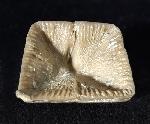 Goniophyllum pyramidale (HISINGER 1831) - Bild © FossNet FossilienStore